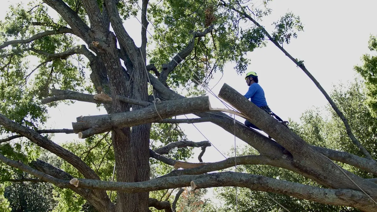 Professional Crown Thinning performed by certified arborists in La Fayette