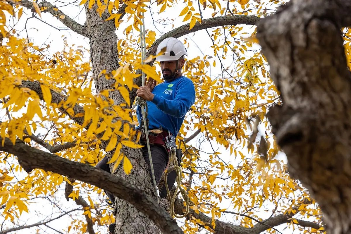 Skilled Tree Trimming crew working in La Fayette